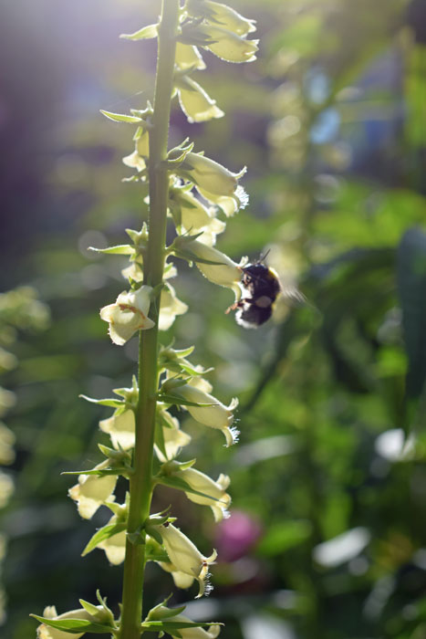 Digitalis lutea loved by bees